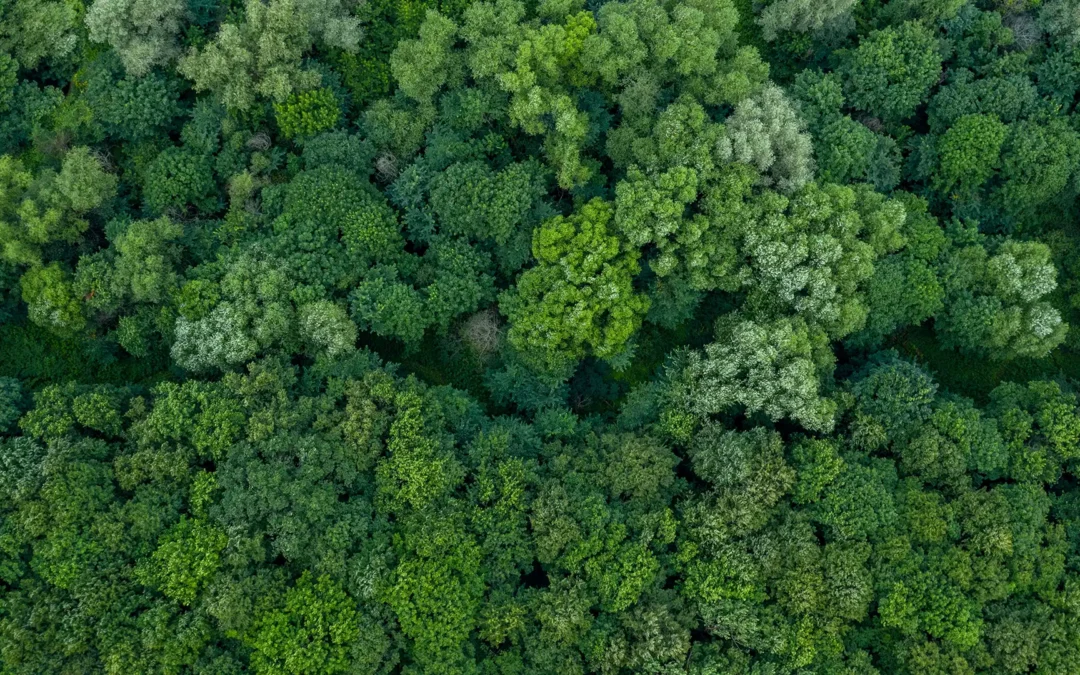 Forest Declaration Assessment 2025 – Wälder am Scheideweg