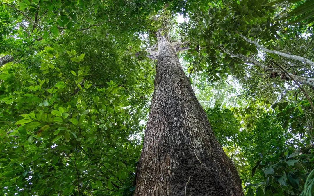 Der majestätische Paranussbaum – Lebensquelle des Amazonas