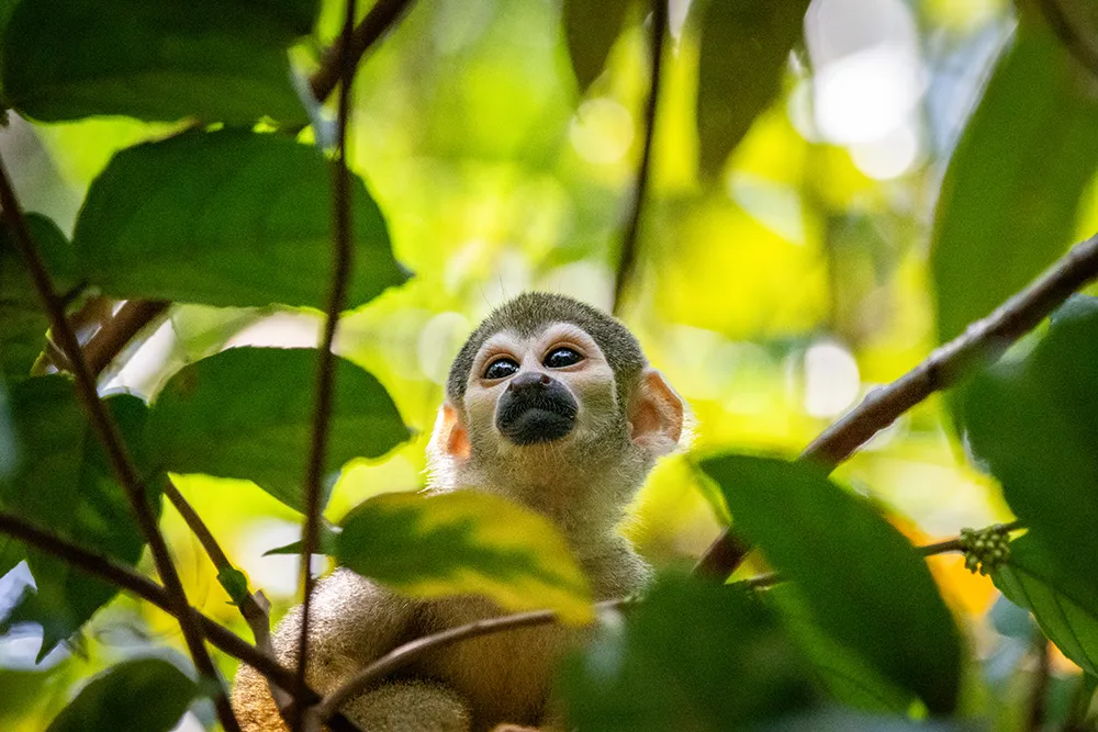 Eichhörnchenaffe auf einem Ast im grünen Amazonas-Regenwald<br />
Foto: Cavan – stock.adobe.com 