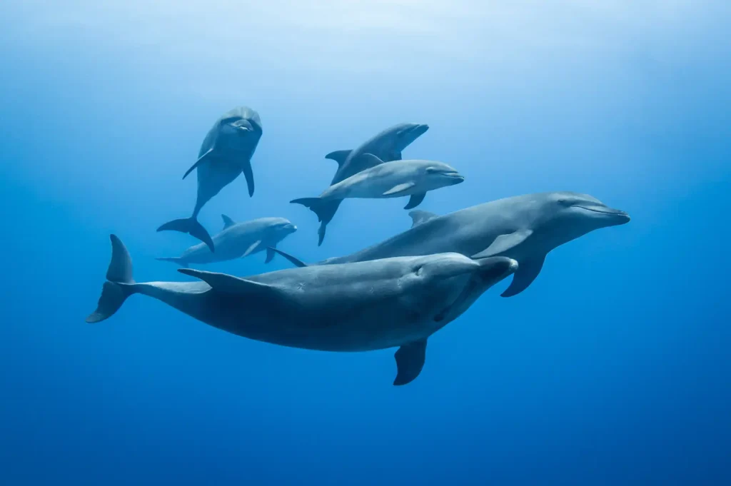 Delfinfamilie. Foto: Tropicalens - stock.adobe.com