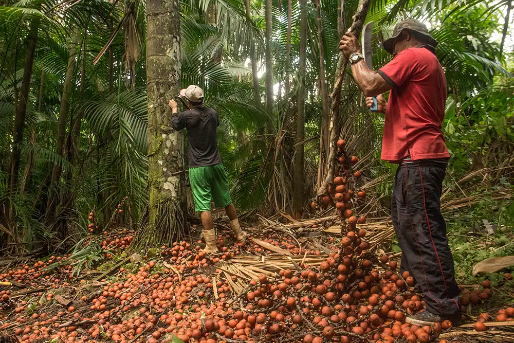 Nachhaltige Nutzung des Amazonas Regenwaldes. Foto:  Cledson  - stock.adobe.com