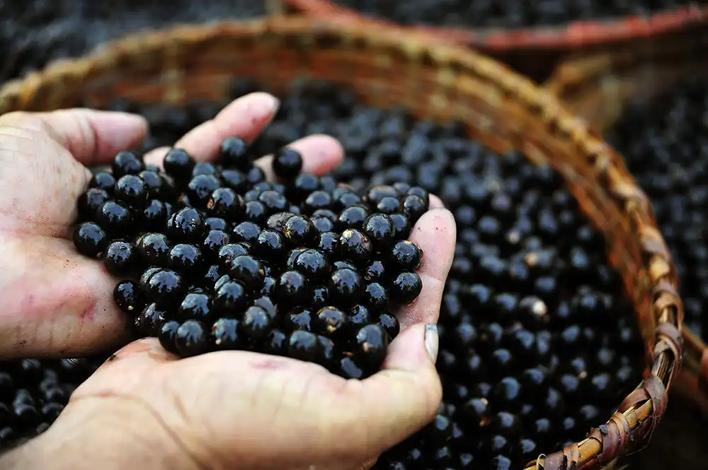 Açaí auf einem lokalen Markt im Amazonas. Foto: Pulsar Imagens - stock.adobe.com
