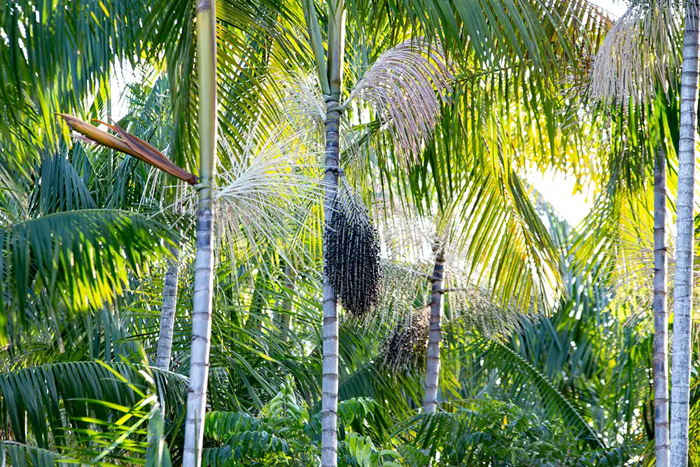 Açaí-Baum in der Gemeinde Limão do Curuá, Amazonas, Brasilien. Foto: Tiago Orihuela  - stock.adobe.com