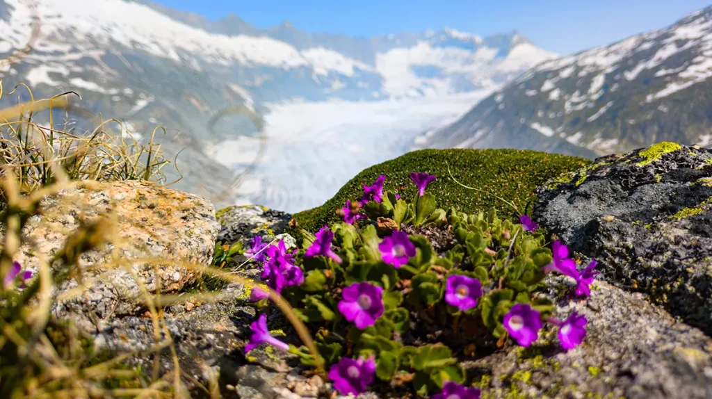 Der Rhonegletscher in den Schweizer Alpen zeigt (noch) die unberührte alpine Natur. Foto: SchwarzfischerMiriam - stock.adobe.com