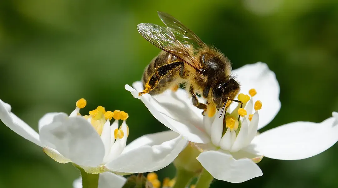 Weltbienentag 2026 – Warum Bienen auch den Amazonas schützen