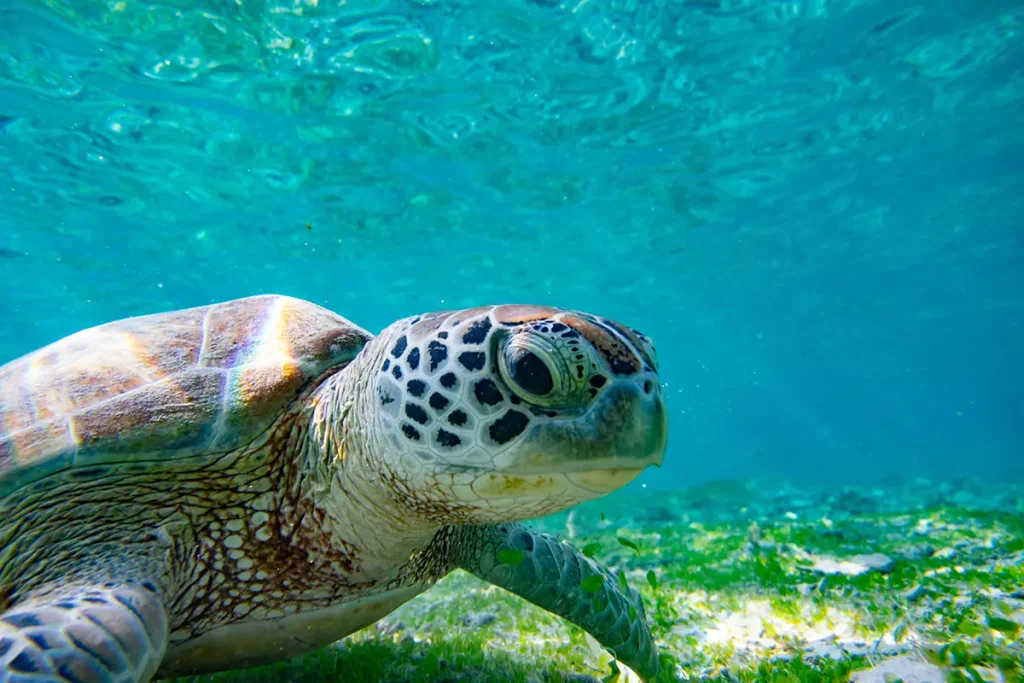 Meeresschildkröte im Portrait im Ozean schwimmend. Foto: Felix – stock.adobe.com