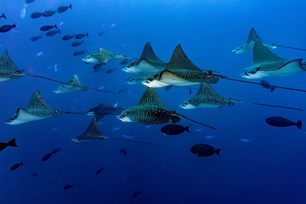 Adlerrochen und Mantarochen beim Tauchen auf den Malediven. Foto: Andrea Izzotti - stock.adobe.com