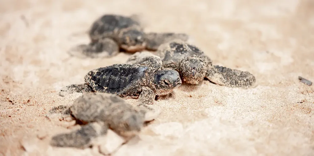 Ein kleines Baby-Meeresschildkrötenjunge krabbelt am Sandstrand entlang in Richtung Meer, um zu überleben. Die Schildkröte schlüpfte auf der Insel Sri Lanka. Neues Leben, der Weg in eine neue Zukunft. Foto: Vera - stock.adobe.com