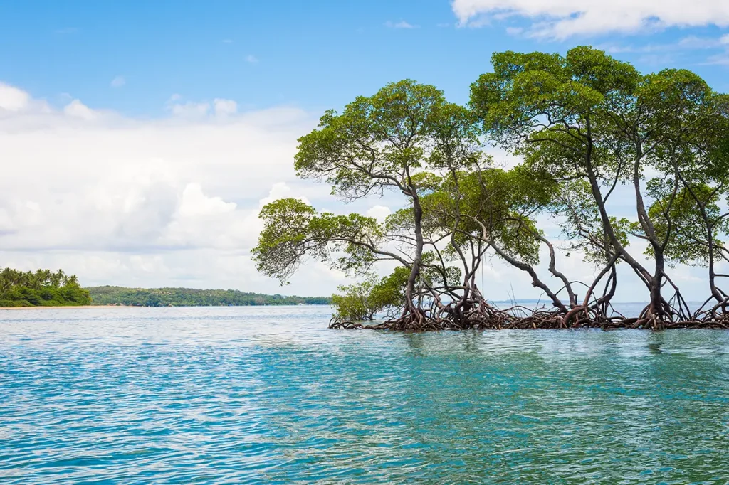 Malerischer Blick aus einem Mangrovensumpf auf den ruhigen Horizont an der Küste von Bahia, Brasilien. Foto: lazyllama - stock.adobe.com