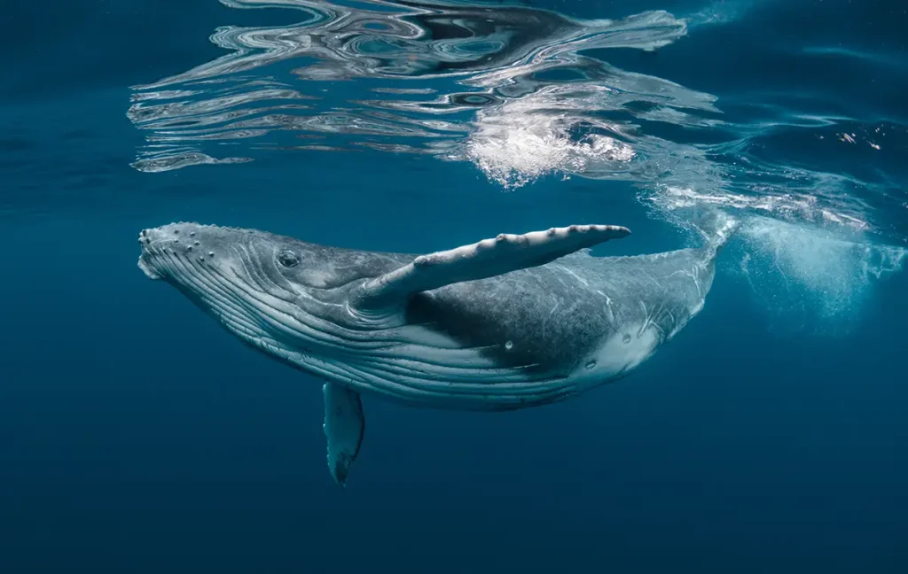 Ein Baby-Buckelwal spielt nahe der Wasseroberfläche im blauen Wasser.  Craig Lambert Photo  - stock.adobe.com