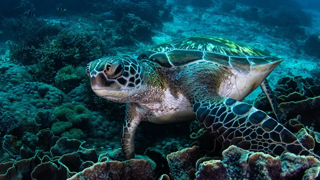 Grüne Meeresschildkröte schwimmt über ein Korallenriff. Foto: Heiko Jetzkowitz - stock.adobe.com