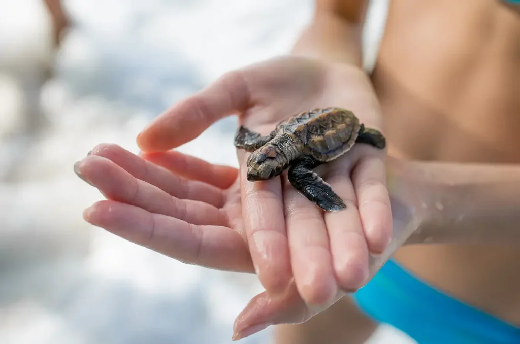 Kleines Meeresschildkrötenjunges in den tropische Seychellen, in den Händen eines Kindes, auf zu einem neuen Leben. Foto: Vera – stock.adobe.com