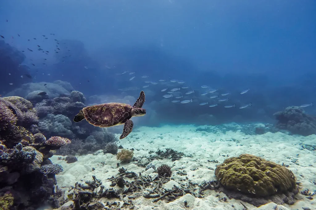 Australische Meeresschildkröte schwimmt unter Wasser im Ozean mit kleinen Fischen im Hintergrund und Korallen im Vordergrund Foto: Foto Joe - stock.adobe.com