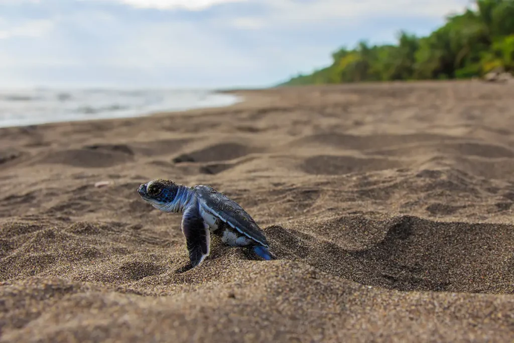 Kleine Meeresschildkröte befreit sich aus dem Sand am Strand und krabbelt zum Meer in ein neues Leben.  Foto: wildlifephoto-demmel - stock.adobe.com