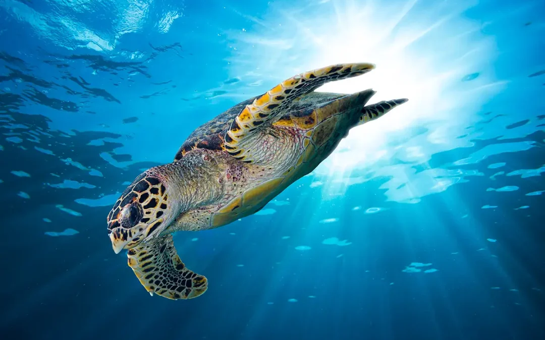 World Sea Turtle Day: Warum Meeresschildkröten unsere Herzen erobern
