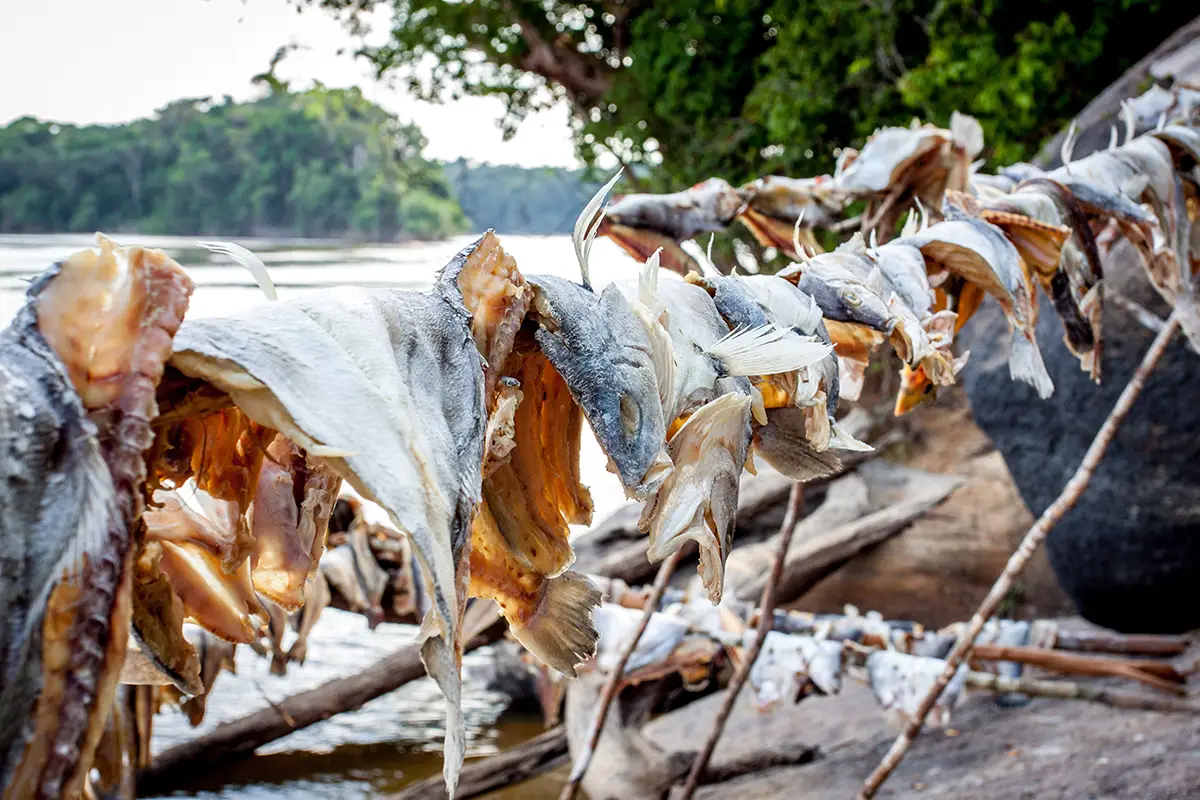 Stockfisch, Trockenfisch oder getrockneter Fisch aus dem Amazonas von Einheimischen Fischern. Foto: Erik Klietsch – stock.adobe.com