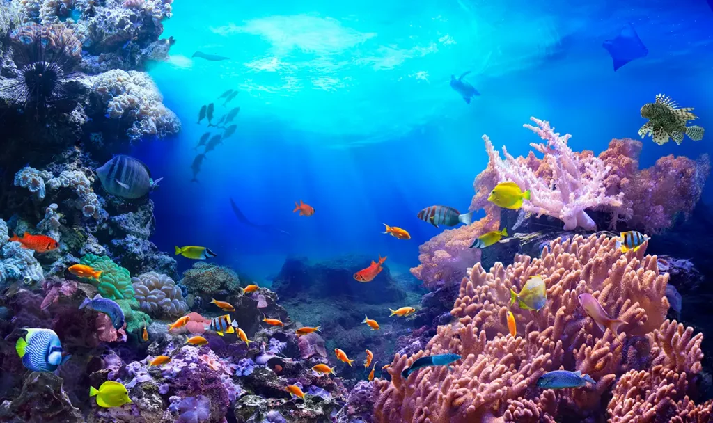 Das Leben im Korallenriff. Die leuchtenden Farben der tropischen Fische. Foto: silvae - stock.adobe.com