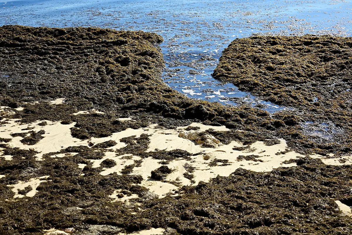 Strand von Meia Praia, Lagos, Algarve, Portugal, Europa – seit 2022 werden die Strände der westlichen Algarve von braunen Algen aus Asien heimgesucht – Rugulopterix okamurae; das Problem betrifft auch Spanien und die Azoren. Foto: Danuta Hyniewska - stock.adobe.com